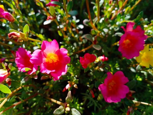 Moss-rose, Purslane ???? Moss-rose for wallpaper, background.jpg