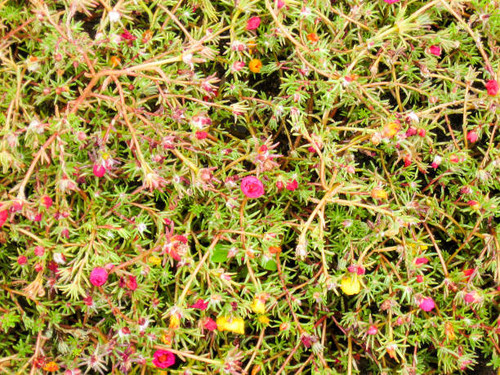 Multicolored floral background of small green shoots with red, purple, pink, white and yellow flower.jpg