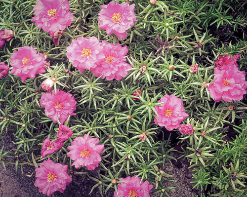 A stylized photo of Portulaca Grandiflora.jpg