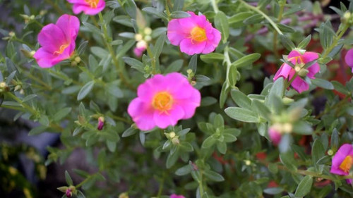 ornamental plant purslane rose.jpg