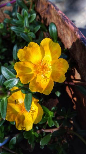 Romantic background.flowers in nature very beauty.jpg