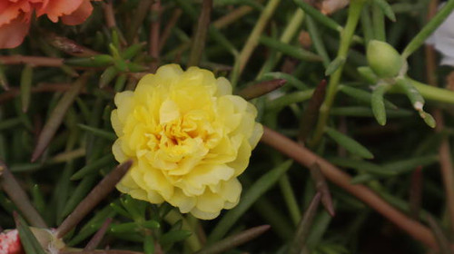 Creative layout made of green leaves and yellow flowers. Lay flat. natural concept.jpg