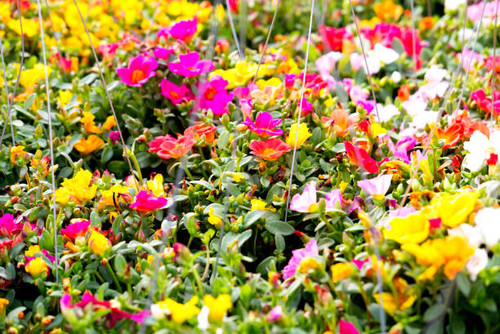 Colorful flowers background. Floral pattern..jpg