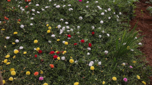 Beautiful blooming flowers in the garden.jpg