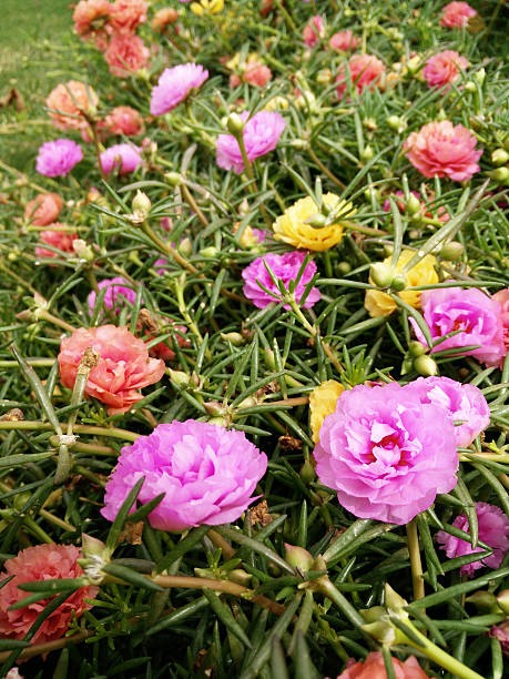 The flowers in the garden are interesting attractions in Chiang Mai Province..jpg