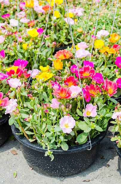 Colorful flowers.jpg