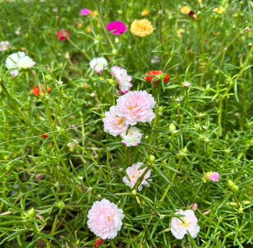 Flowers, Floral, Green garden.jpg