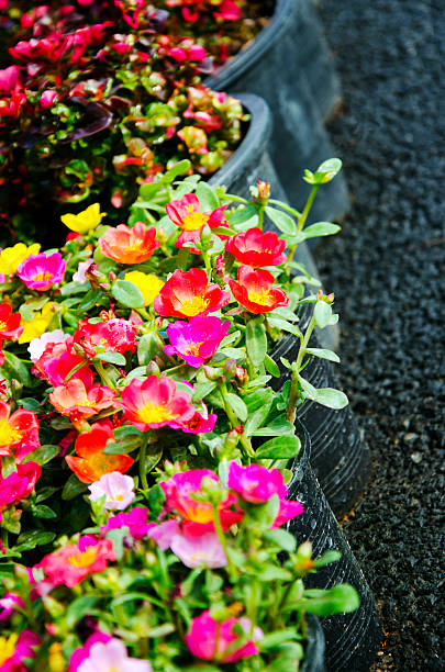 Flowers in pots with a surface roughness of the road as a backdrop..jpg