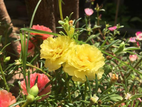 yellow flowers in the house.jpg