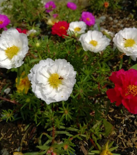 Multi-colored flowers in a garden.jpg