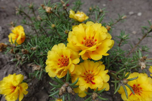 Yellow flowers of double Portulaca grandiflora in August.jpg
