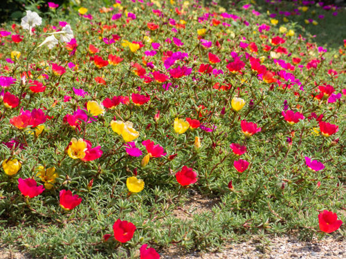 Fragrant flowers of multicolored moss or Purslane Grandiflora Small depth of field. A colorful bed o.jpg