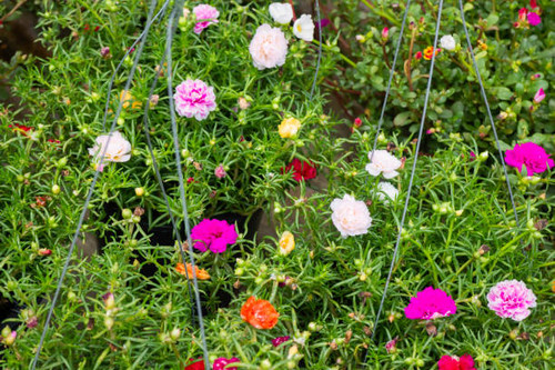 Garden plants nature background  of green leaves, stock photo.jpg