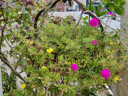Portulaca : Hanging Flower Basket at Home Garden. Moss roses. House plants. Beauty in Nature..jpg
