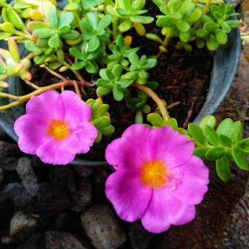 beautiful pink purslane flowers blooming in a pot.jpg