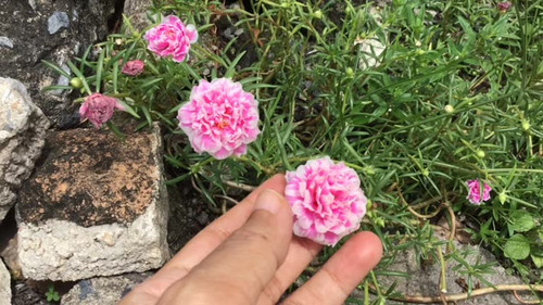Beautiful Flower, Gardener Holding Fresh Pink Purslane, Moss Rose, Ten O'Clock, Sun Rose or Portulac.jpg