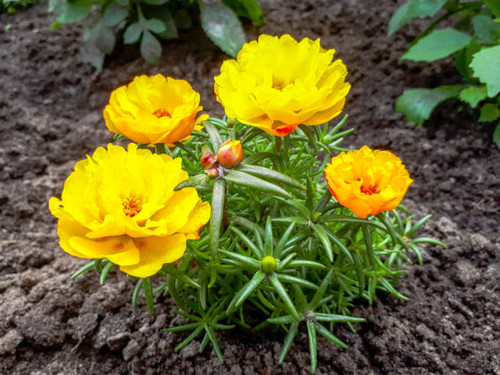 Yellow garden flowers.jpg