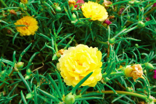 Portulaca grandiflora moss rose vintage film floral blooms.jpg