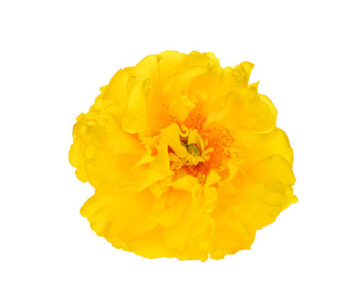 Yellow flower isolated on white background.jpg