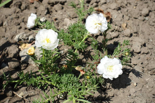 3 double white flowers of Portulaca grandiflora in July.jpg