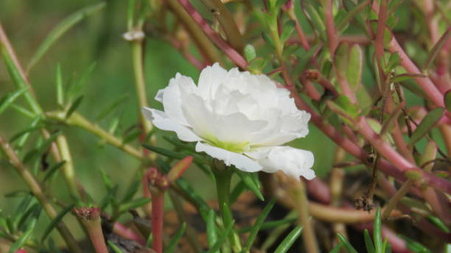 A nice white 10 hours flower in my garden..jpg
