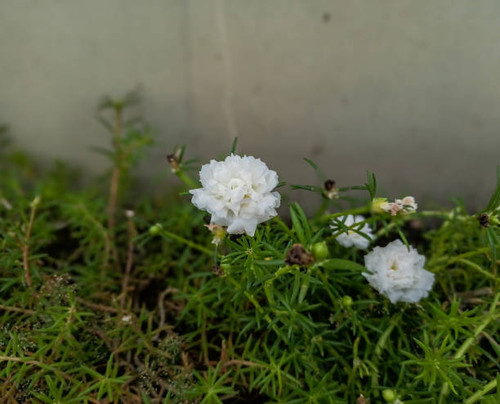 9 o'clock flower (Portulaca Flower)is a flower that usually blooms perfectly around 9 am. There are .jpg