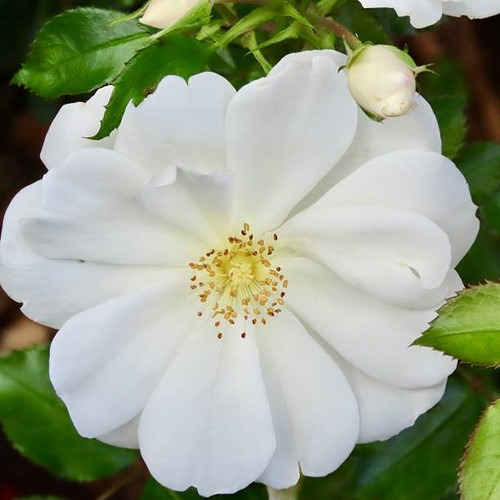 A close-up of a White variety of a David Austin Rose. They like to grow in shrubs and this was taken.jpg
