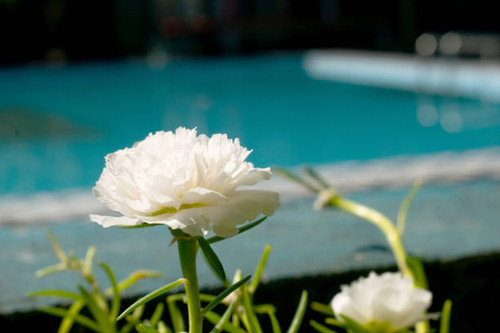 A blossoming white flower in my garden..jpg