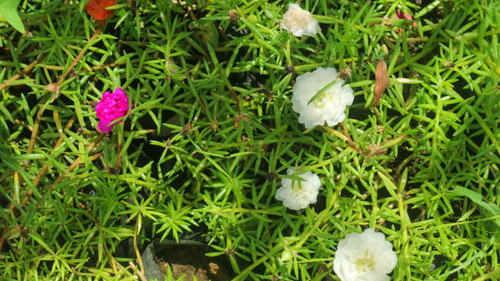 beautiful and amazing purslane moss rose.jpg
