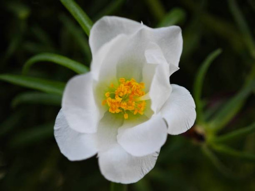 Close-up of a detailed white anemone flower with intricate inner details and no colored petals.jpg