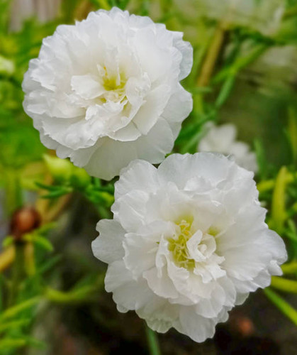 A pair of white moss roses blooming elegantly. These flowers have soft wavy petals and a graceful ap.jpg