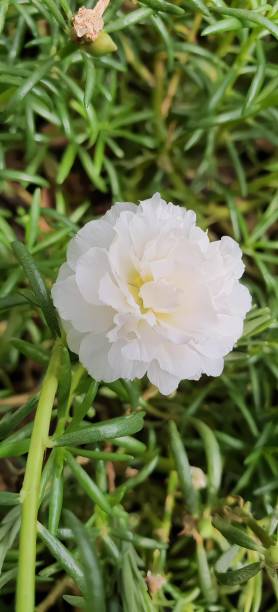 a photography of a white flower in a green garden, flowerpot with white petals and green stems in a .jpg