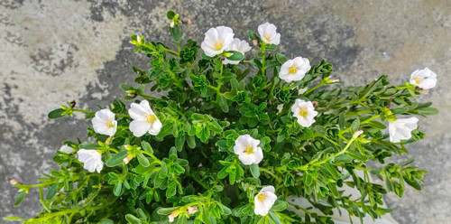 tulips in the garden, Colorful purslane or portulaca flowers in the garden, a plant with pink flower.jpg