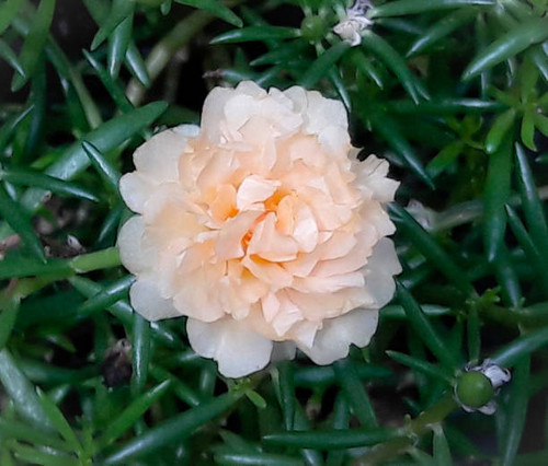 I saw this growing in a park a couple of years ago. I took a close-up photo of it..jpg