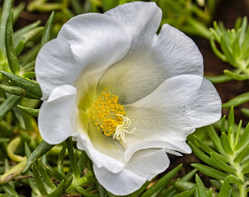 17 portulakroeschen weiss gross id jpg.jpg