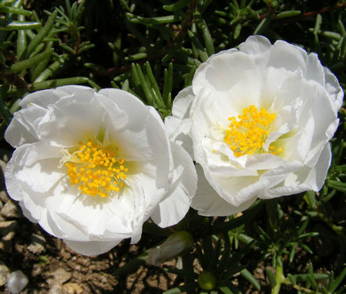 22 Moss Rose White Seeds Portulaca Grandiflora 86933 1564796792 520 442 jpg.jpg