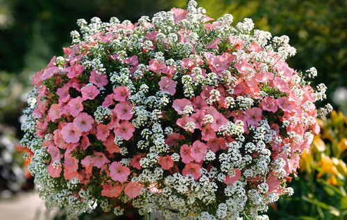 23 Snow Princess jpg.jpg