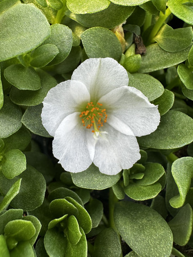 32 Portulaca Pazzaz White scaled.jpg