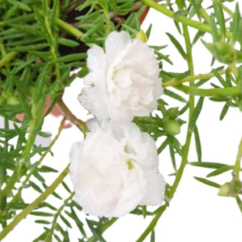 31 1 Portulacagrandiflora Japanese Rose Moss Rose Whiteportulaca 0 2m 3 jpg.jpg