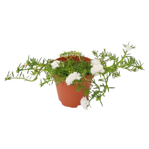 34 1 Portulacagrandiflora Japanese Rose Moss Rose Whiteportulaca 0 2m 2 jpg.jpg