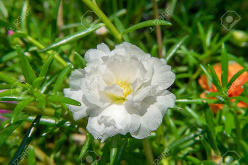 White Portulaca flower. (Portulaca oleracea).jpg