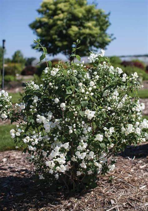 38 131963 2fd70437 jpg.jpg