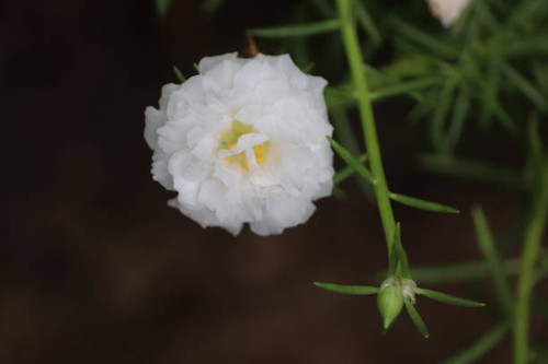 Close Image of white flower with blurred background.jpg