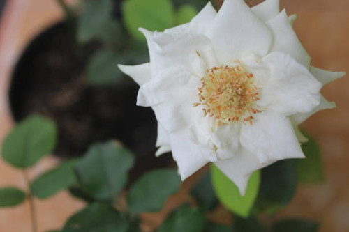 a white rose blooming beautifully in a pot.jpg