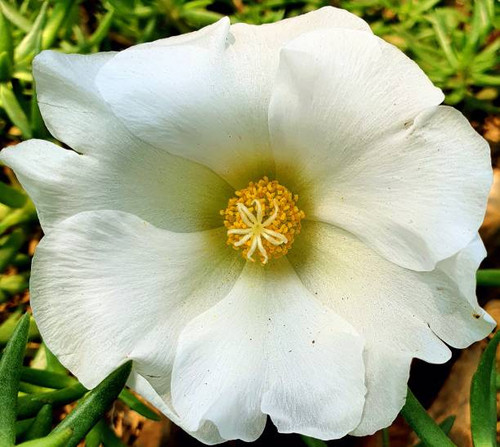 a small white flower in the park.jpg