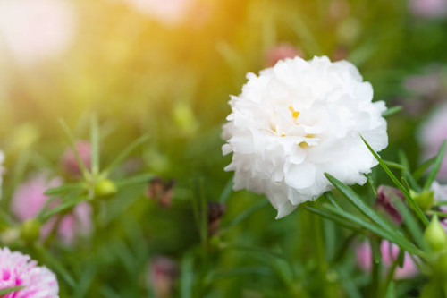 Beautiful flower Portulaca oleracea in summer on a green background. Close up, Blur background.jpg