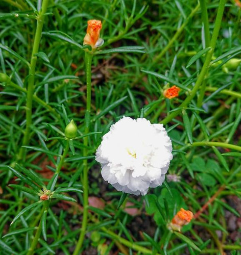 A white flower blooms in lush garden surroundings.jpg