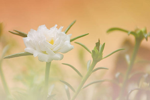 beautiful flowers with Soft Focus Color Filtered background.jpg