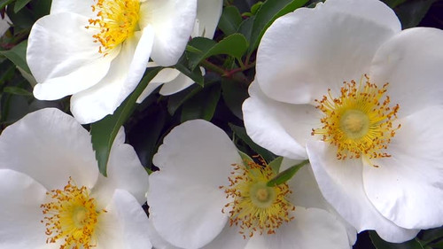 Beautiful southern flowers.jpg