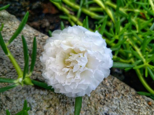 Beautiful flowers in white.jpg